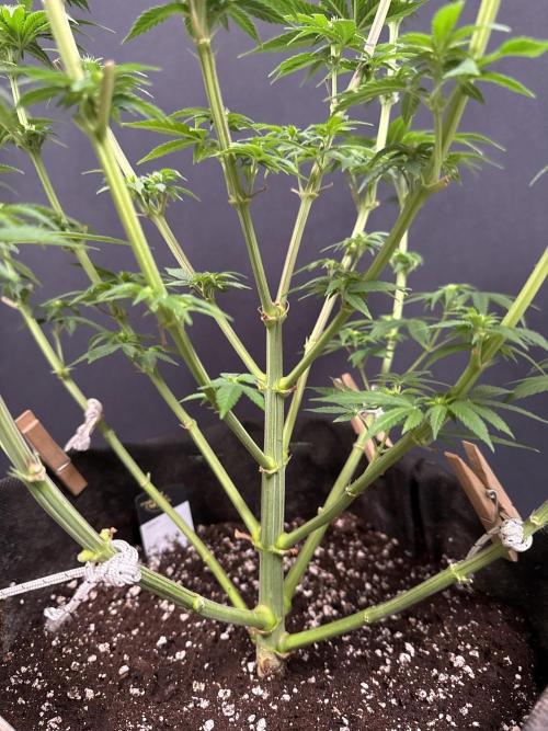 Clementine Slush by World Breeder. Week 9