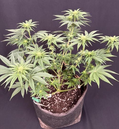 Clementine Slush by World Breeder. Week 9
