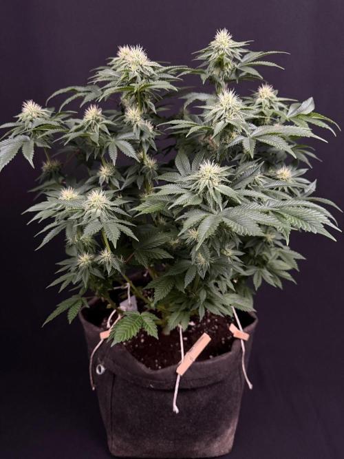 Crunch by World Breeder. Week 10
