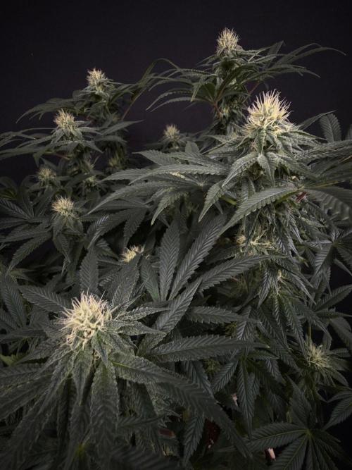 Glowstarz by Paradise Seeds. Week 10