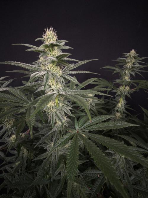 Glowstarz by Paradise Seeds. Week 10