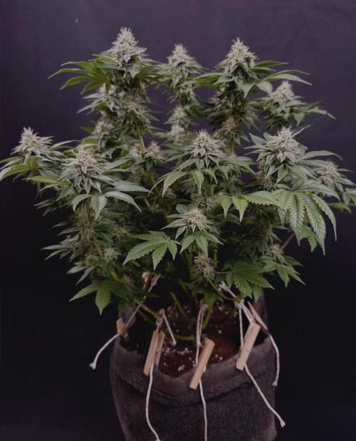 Crunch by World Breeder. Week 12