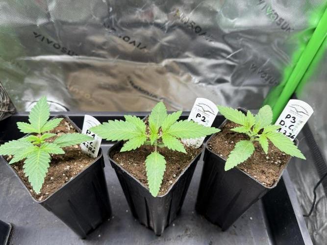 Devils Cookies (SSSC US Strain Cup). Week 1 - 18.3 machen sich super 