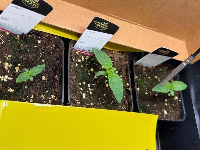Grow Tent S448 48x48x80. Week 1