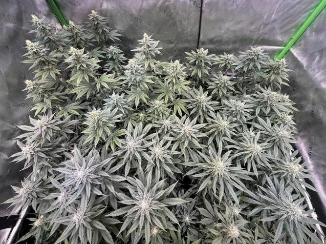 Devils Cookies (SSSC US Strain Cup). Week 11 - 1.6.26 