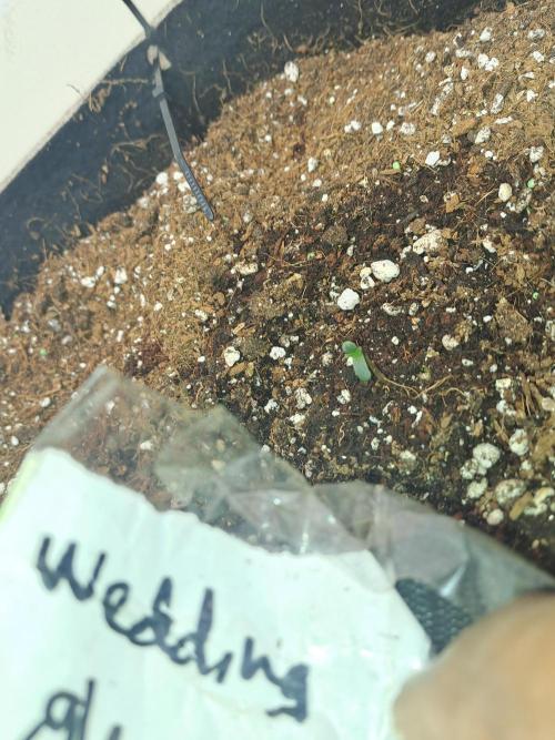 Little space. Week 0 - Wedding glue