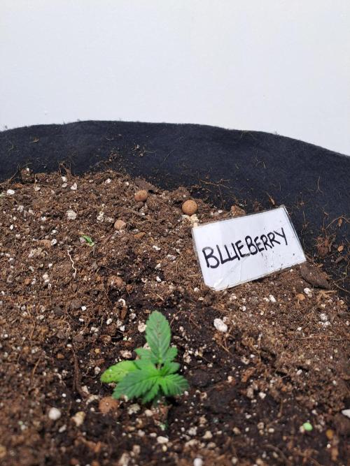 Little space. Week 3 - Slow growing 