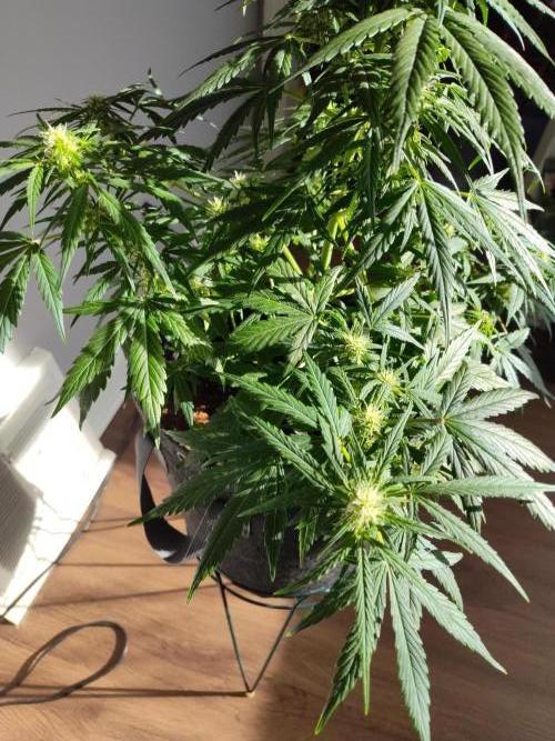 Northern Lights Auto. Week 3 - I thought this was a really cool example of an untrained Branch vs a trained one