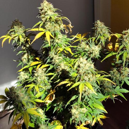 Mexican Airlines Auto (Claudia). Week 5