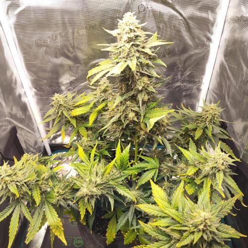 Tropicana Cookies Auto (Topanga). Week 8 - 😎