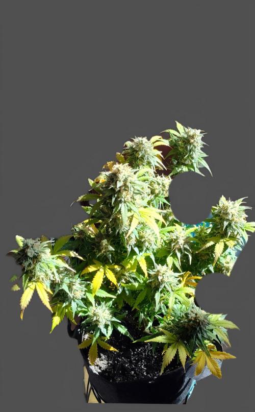 Mexican Airlines Auto (Claudia). Week 5