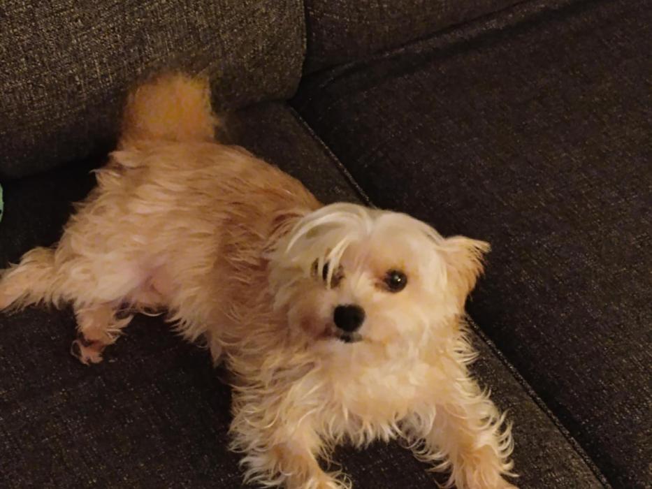 Fast Buds Gorilla Cookies FF (Precious). Week 11