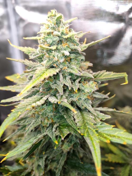 Tropicana Cookies Auto (Topanga). Week 8 - Oo 