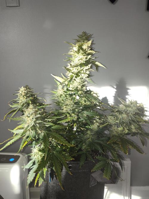 Tropicana Cookies Auto (Topanga). Week 8 - The most dumb spots I've ever been able to get by a mile