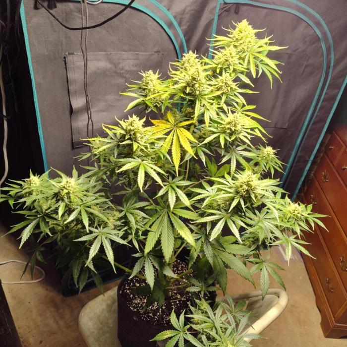 OG Kush Auto. Week 9