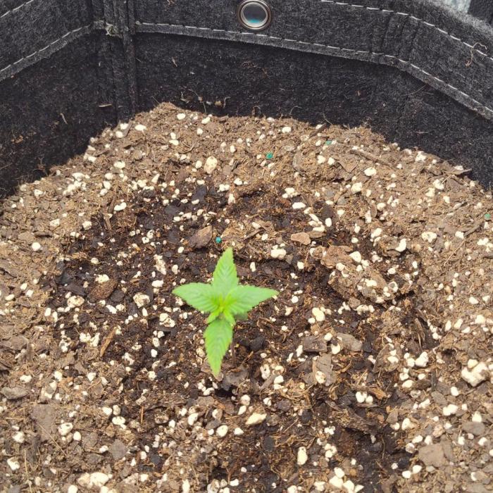 Gorilla Cookies Auto by Fast Buds (soon). Week 1 - 🦍