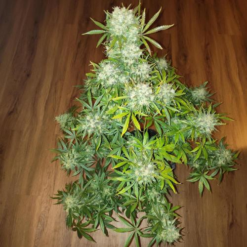 OG Kush Auto. Week 10 - So frosty 