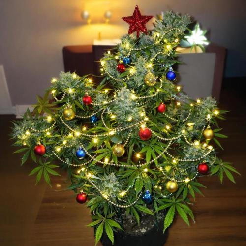 OG Kush Auto. Week 10 - Happy Holidays!!