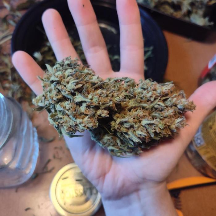 OG Kush Auto. Week 11