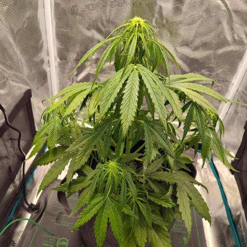 Northern Lights Auto. Week 2 - Maybe nitrogen toxicity? 