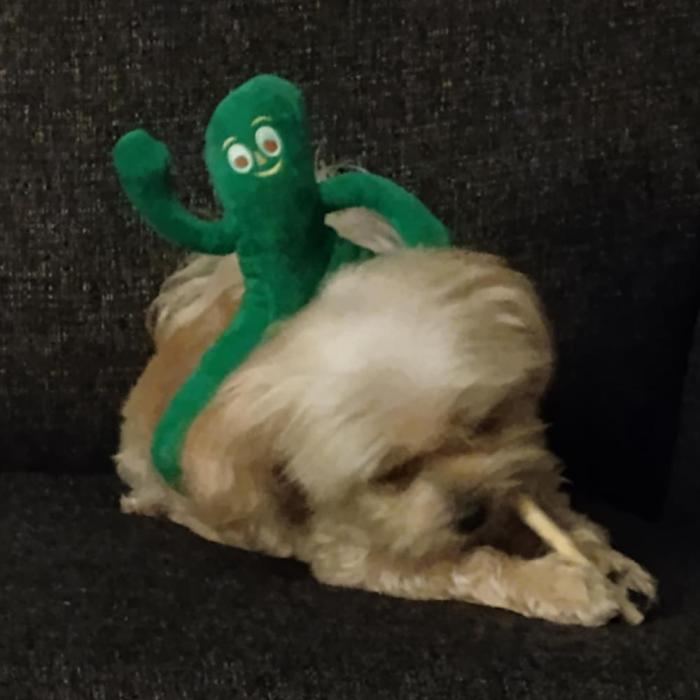 Pound Cake Auto. Week 0 - Doggo JoJo 