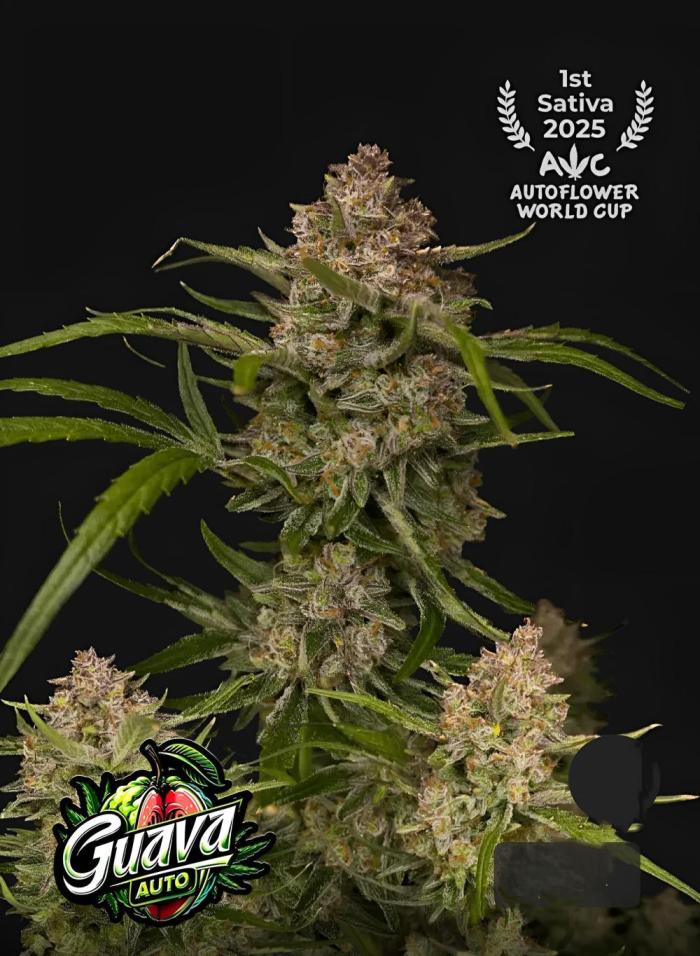 Guava Auto. Week 0 - Coming Soon! 😁