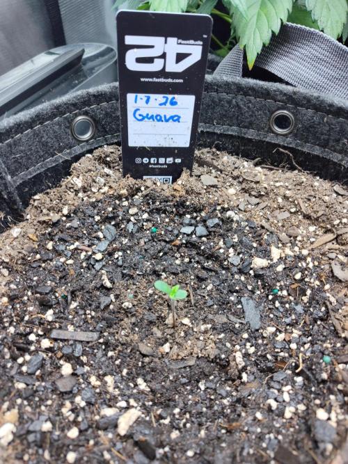 Guava Auto (Gretchen & Ginger). Week 0 - She needs a name!! 