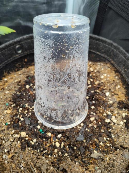 Guava Auto (Gretchen & Ginger). Week 0 - #2 also needs a name 