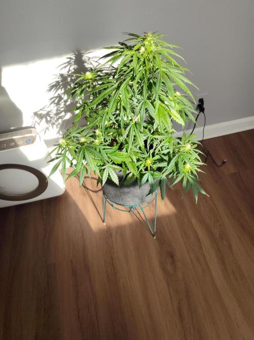 Northern Lights Auto. Week 3 - 💪🏻💪🏻😀😀