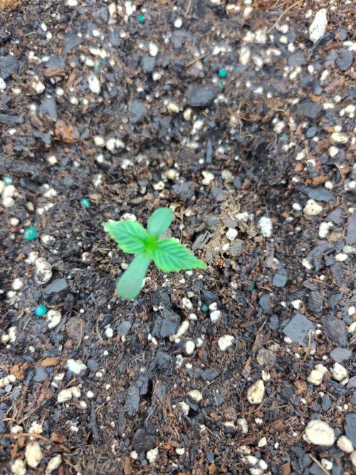 Guava Auto (Gretchen & Ginger). Week 1 - #2