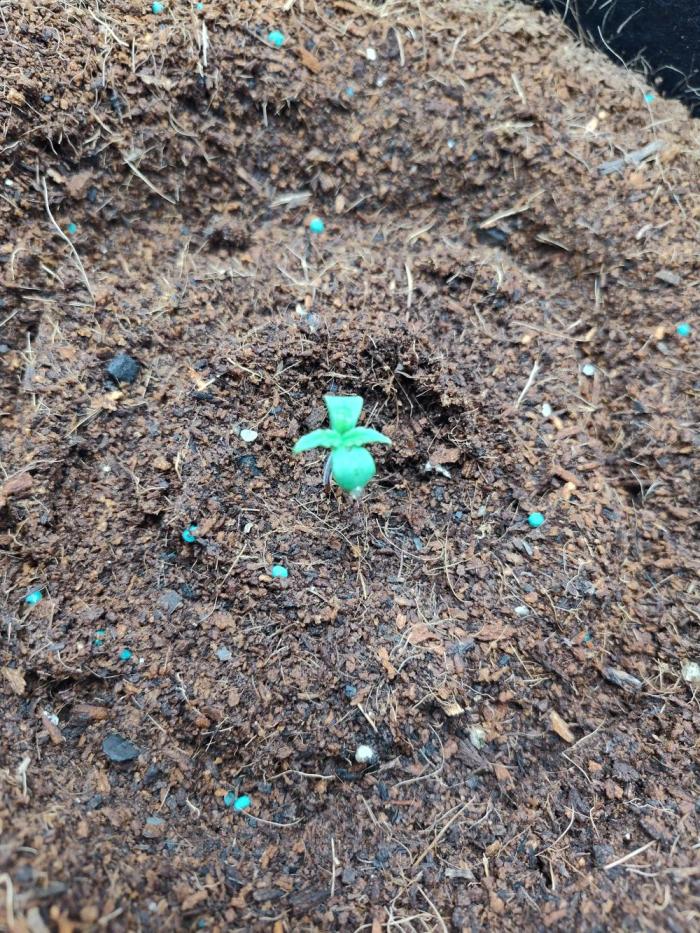 Trainwreck Auto. Week 1 - She got her helmet stuck but alive and well after some surgery. 