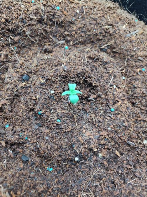 Trainwreck Auto (Tonja)). Week 1 - She got her helmet stuck but alive and well after some surgery. 