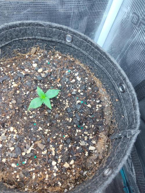 Guava Auto (Gretchen & Ginger). Week 1 - Doing well, so happy. 