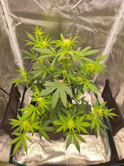 Gorilla Cookies Auto by Fast Buds (soon). Week 3 - LST clip experiment  