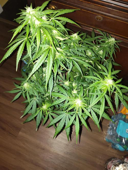 Grow Tent P224 24"x24"x48". Week 4