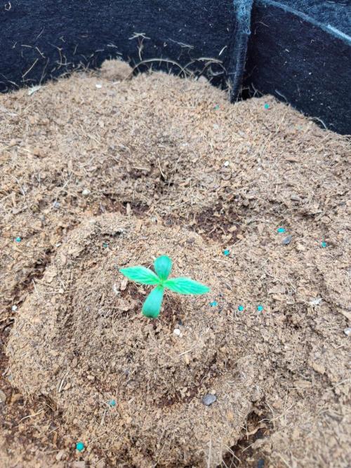 Trainwreck Auto (Tonja)). Week 2 - What an amazing expression!