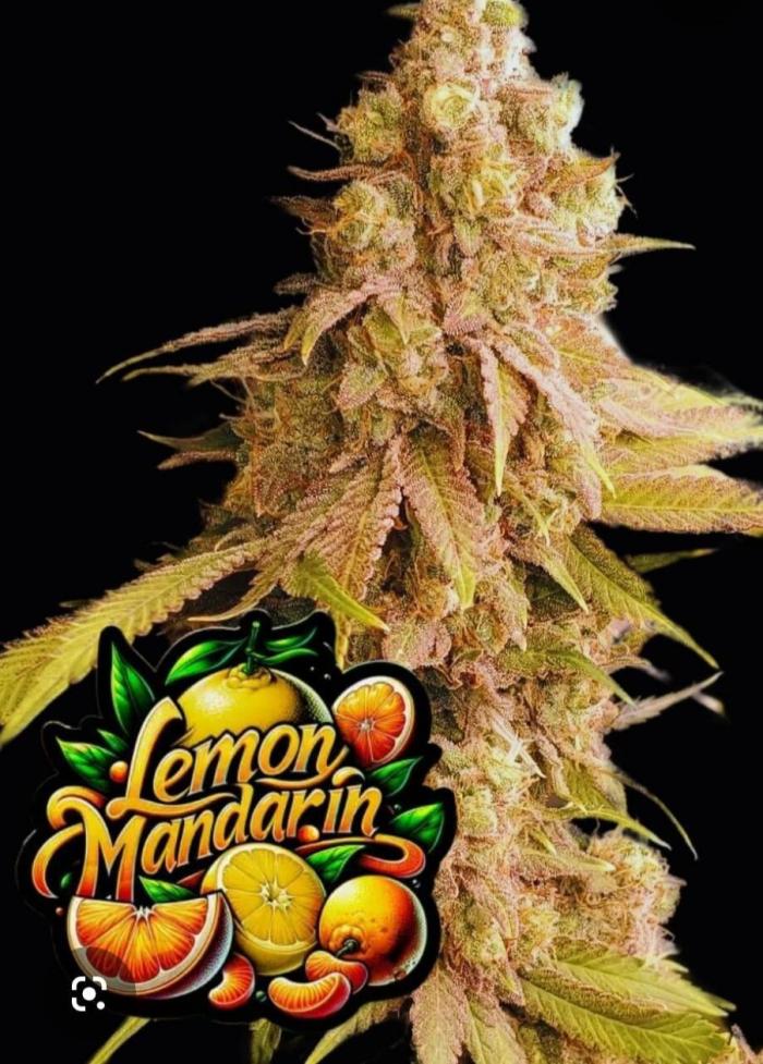 Lemon Mandarin (1st Photo run). Week 0 - Coming soon!