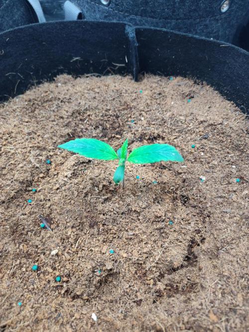 Trainwreck Auto (Tonja)). Week 2 - Such a beautiful lady 😍