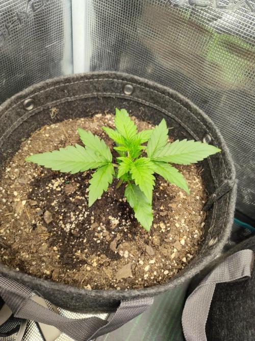 Guava Auto (Gretchen & Ginger). Week 2 - First time I've ever had a happy upturned leaves the whole time! 