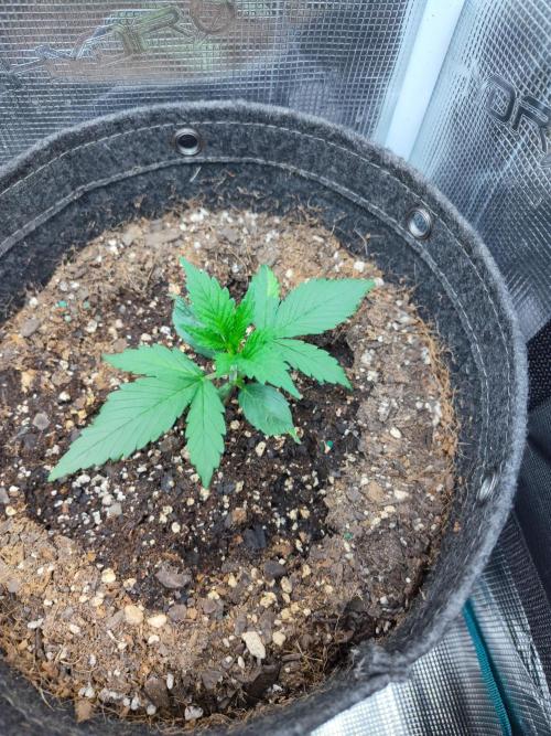 Guava Auto (Gretchen & Ginger). Week 2 - 💚