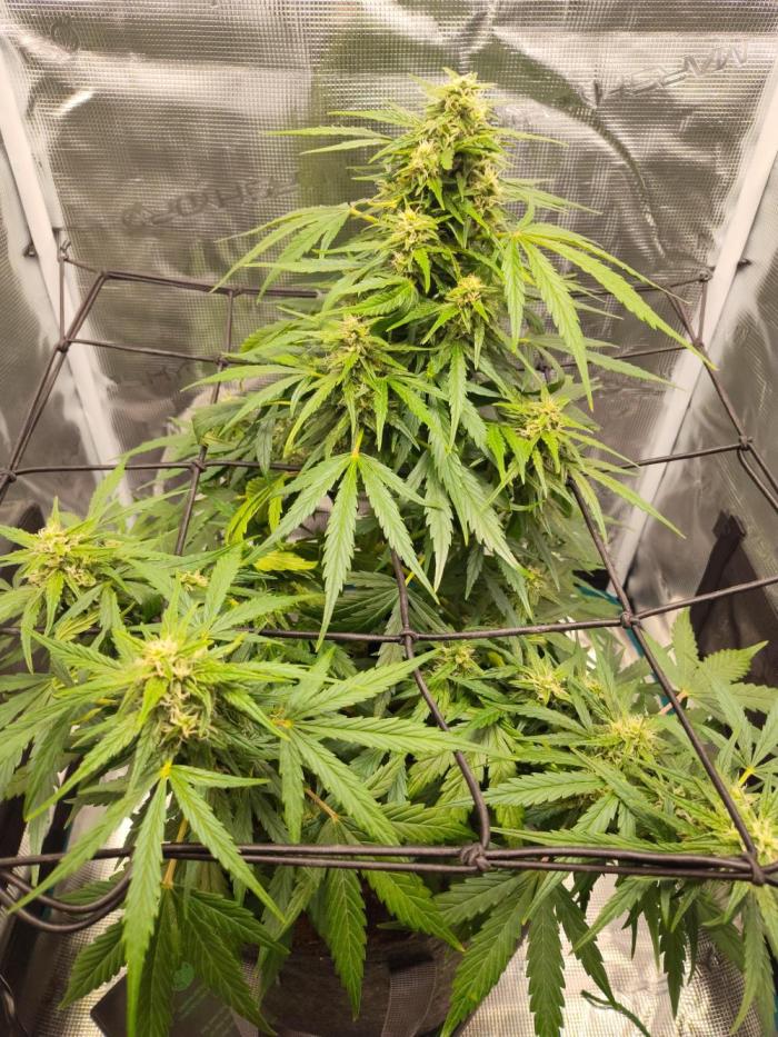 Northern Lights Auto. Week 5 - I want to live in here, smells so good. 