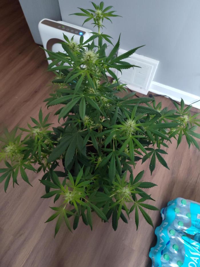 Gorilla Cookies Auto by Fast Buds (soon). Week 4 - Bushy 