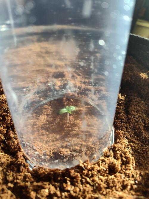 Lemon Mandarin (1st Photo run). Week 0 - It has beggguuunnnn!!!! Lol 2 far? 