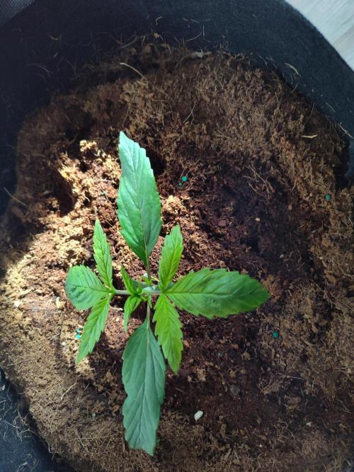 Trainwreck Auto (Tonja)). Week 3