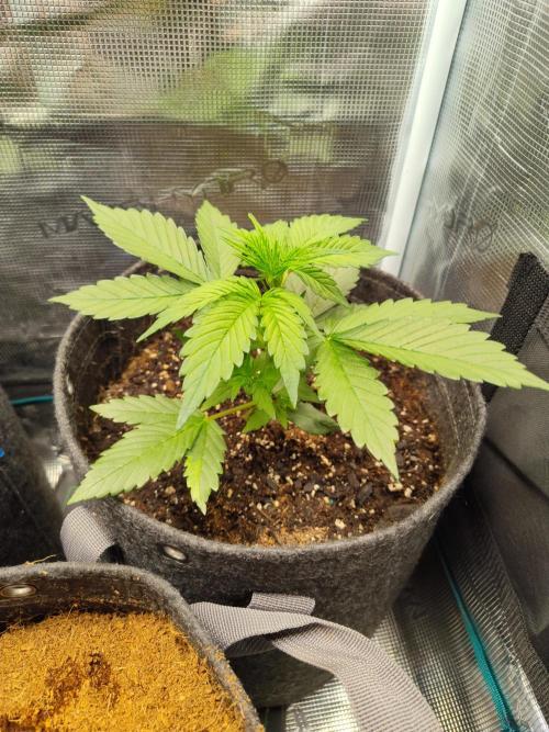 Guava Auto (Gretchen & Ginger). Week 3 - Happy 😁