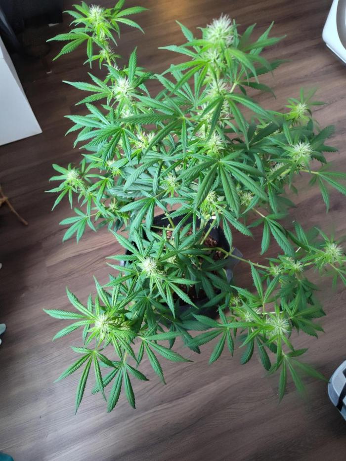 Gorilla Cookies Auto (Lt. Danielle). Week 5 - Umm idk what this thing is doing 😆 