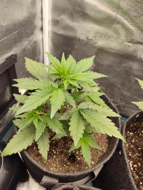 Guava Auto (Gretchen & Ginger). Week 3 - Much better today 😃 2.6.26