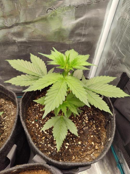 Guava Auto (Gretchen & Ginger). Week 3 - Yay