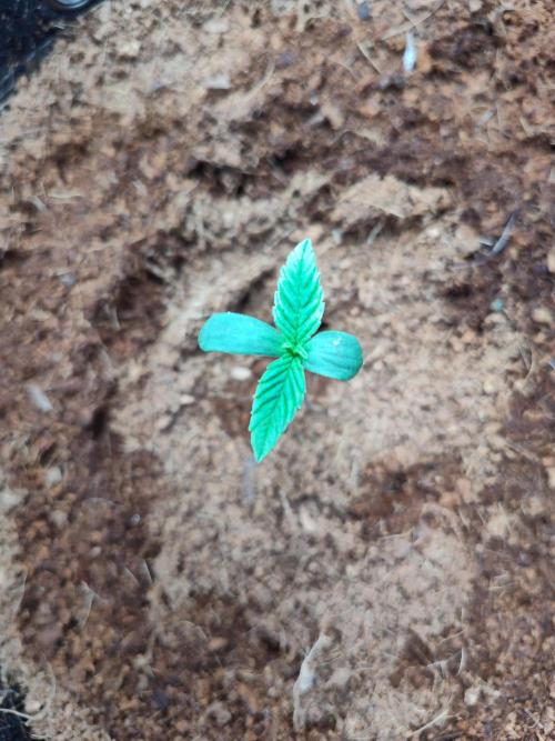 Lemon Mandarin (1st Photo run). Week 1 - So happy Tonja is happy and 💪🏻