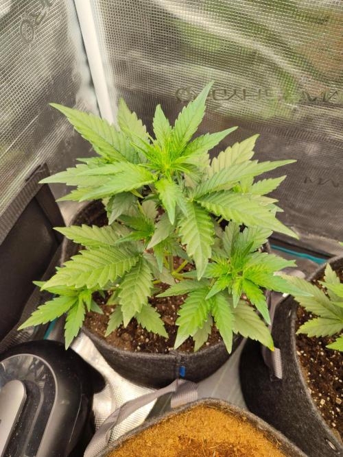 Guava Auto (Gretchen & Ginger). Week 3 - ❤️❤️❤️❤️ 🌞🌞🌞🌞🌞